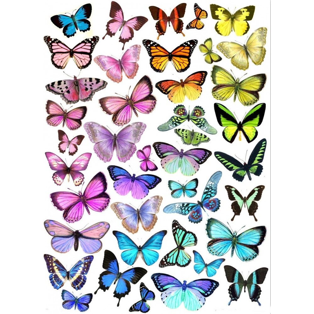 Шаблон бабочки цветные